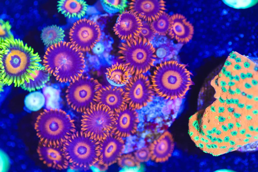 Frag Box Corals