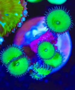 Wysiwyg XNuclear Death Palythoa Frag  [F29]