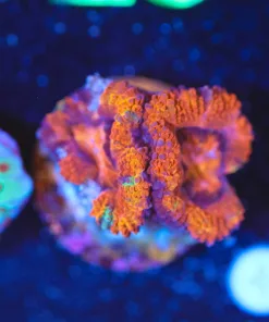 Wysiwyg Ultra Orange Acan Frag *showing some signs of tissue recession* [F37]