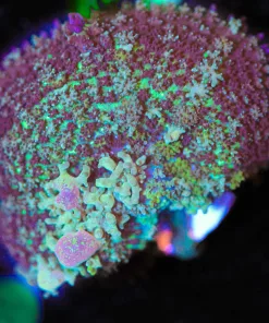 Wysiwyg Persian Rug Mushroom Frag - Starting To Bounce [F41]