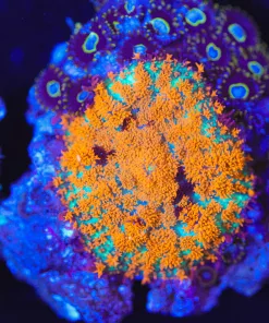 Wysiwyg One Of  Kind Rhodactis Mushroom *Never seen before variety* + Bonus Hitchhiker Combo Zoa Mystery Green + Black Hole Suns [F44]