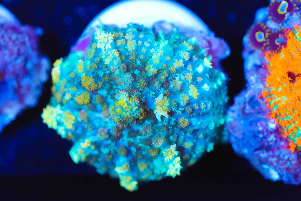 Frag Box Corals