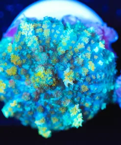 Wysiwyg One Of A Kind Blue / Teal - Gold Flaked Rhodactis Mushroom Frag [F45]