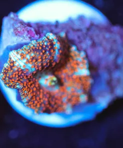 Wysiwyg Ultimate Interstellar Mushroom Frag [F46] *rare*