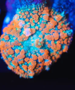 Wysiwyg Fireball (Starting To Bounce)  Rhodactis [F47]