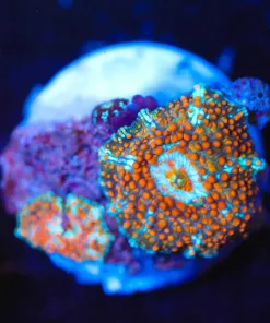 Wysiwy 2x Ultimate Interstellar Mushroom Frag [F48] *Free Shipping! No Minimum livestock spend*