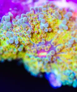 Wysiwyg XL Sunshine Ricordea Yuma Frag [F49]