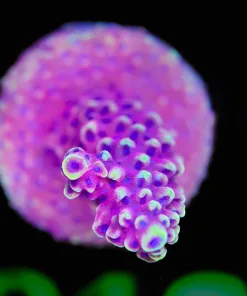 Wysiwyg Reef Raft Pink Cadilalc Acropora Frag [F218]