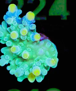 Wysiwyg Large Yellow Tip Green Dragon Tortusa Acropora Frag [F219]