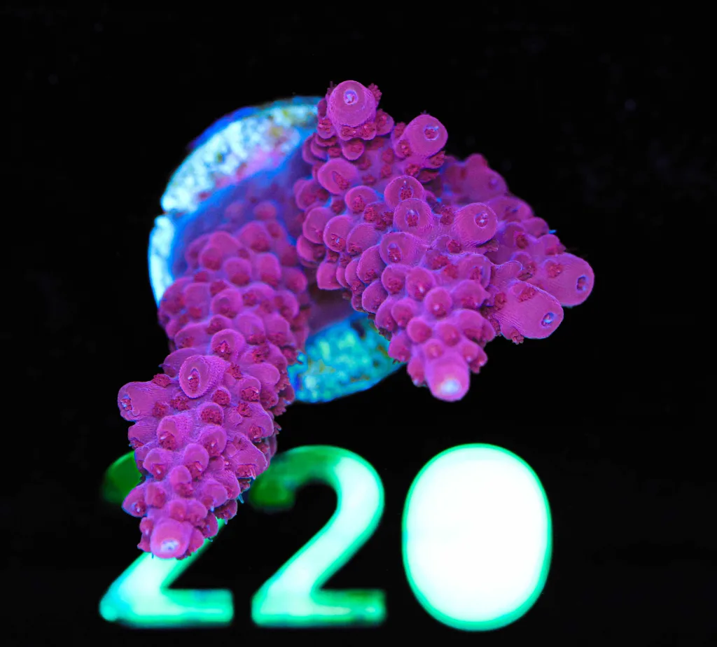 Frag Box Corals