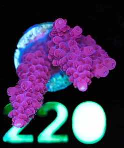 Wysiwyg Strawberry Staghorn Frag  [F220] *Rare staghorn color*