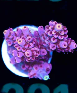 Wysiwyg Power Ranger Acropora Frag [F221] *Free shipping ! Minimum $249 livestock spend*