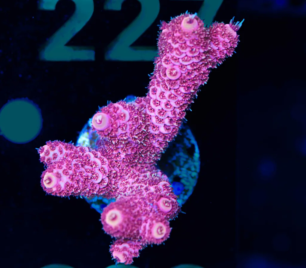 Frag Box Corals