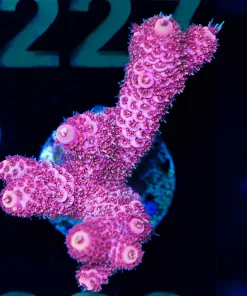 Wysiwyg Large Bubblegum Millepora Acropora  Frag [F222]