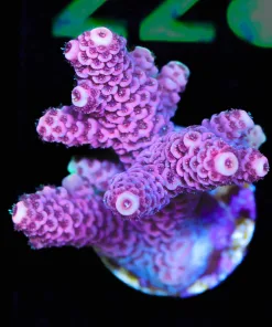 Wysiwyg Purple Pink Millepora Acropora Frag [F223]