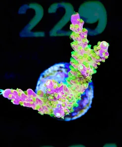 Wysiwyg Large Reef Raft Rainbow Loom Acropora Frag [F224]
