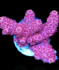 Wysiwyg Large Bubble Gum Millepora Acropora Frag [F225]