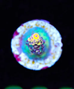Wysiwyg Tyree Pink Lemonade Acropora Frag [F226]