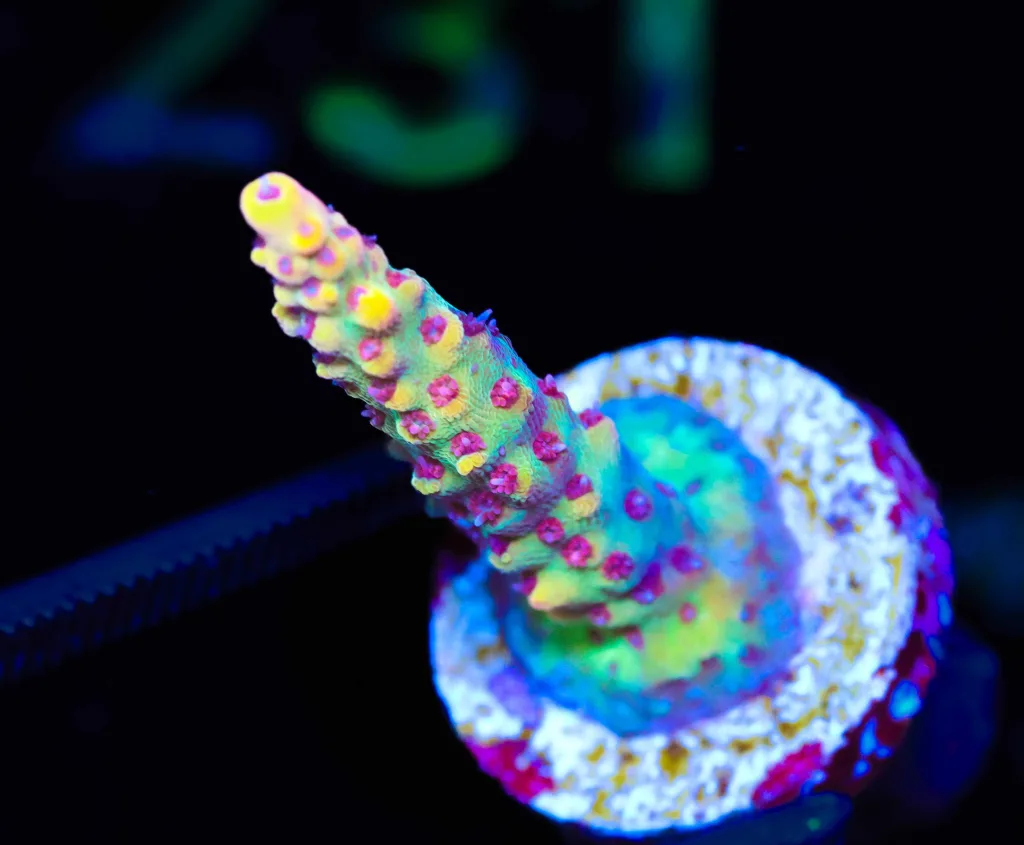 Frag Box Corals