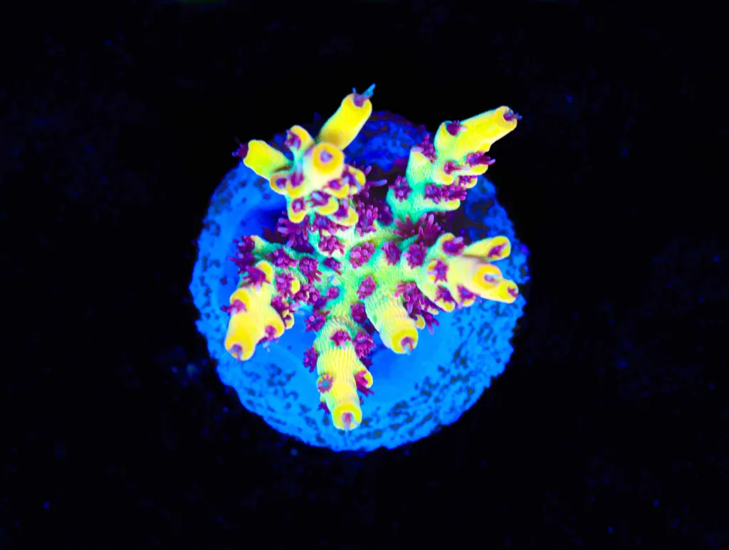 Frag Box Corals