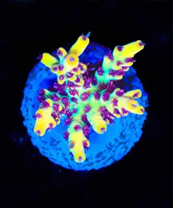 Wysiwyg Tyree Pink Lemonade Acropora Frag [F229] *March's Top Acropora Pick*