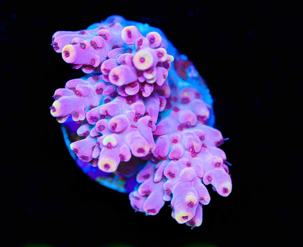 Frag Box Corals