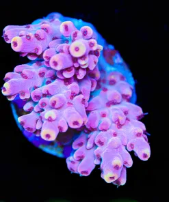 Wysiwyg Power Range Frag [F230] *Free shipping ! Minimum $249 livestock spend*