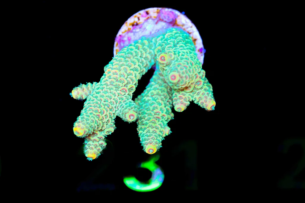 Frag Box Corals