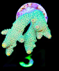 Wysiwyg  Sunshine Acropora Millepora Frag [F231]