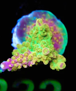 Wysiwyg Reef Raft Rainbow Loom Acropora Frag [F232]
