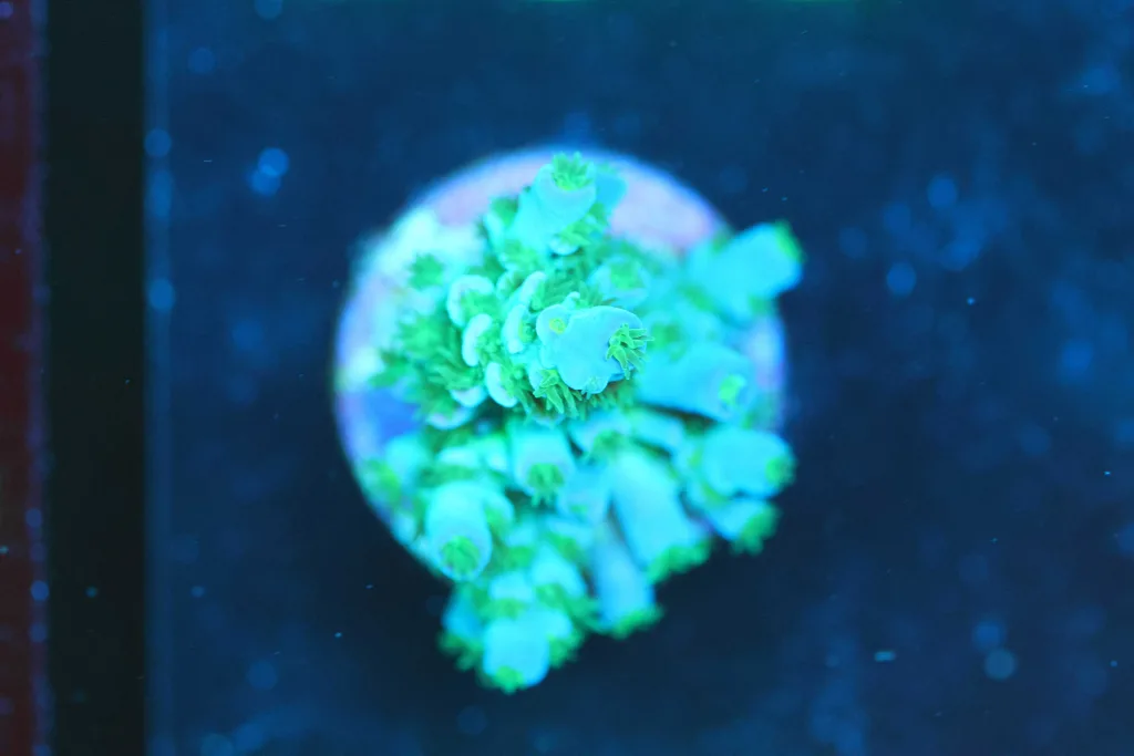 Frag Box Corals