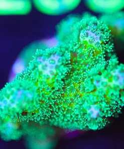 Wysiwyg XL Electric Stylophora Frag [F234]