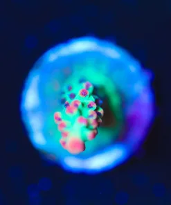 Wysiwyg Strawberry Shortcake Acropora Frag *Well Encrusted*  [F235]