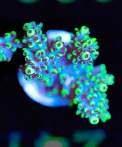 Wysiwyg Huge Abracadbra Abratoindes Frag [F236]