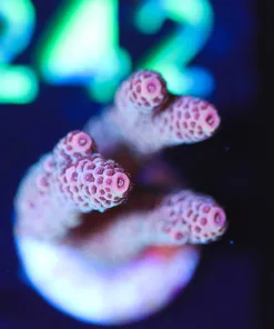 Wysiwyg Millepora  Frag [F237] *Free shipping ! Minimum livestock order $249*