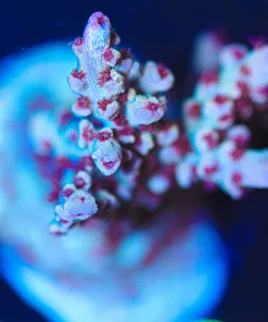 Wysiwyg Large Robin Hood Acropora Frag [F238]  *Unique Red Polyps*