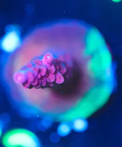 Wysiwyg Reef Raft Red Diablo Acropora Frag [F239] * Base Is Morphing Marbled Green!*