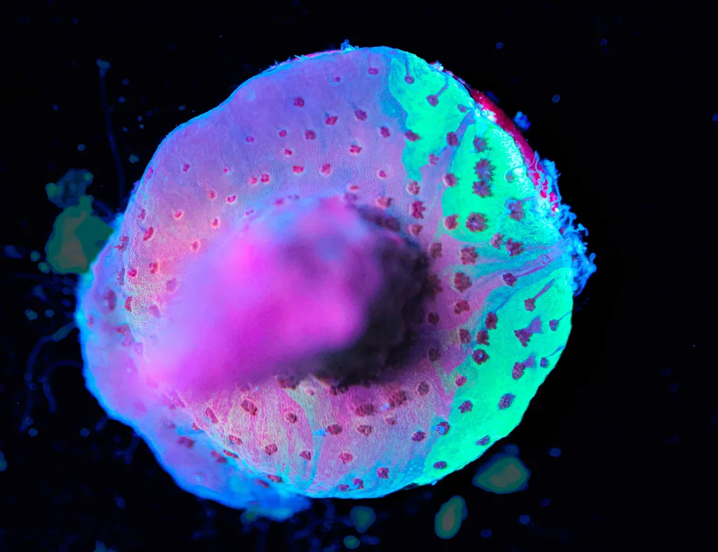 Frag Box Corals