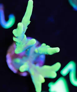 Wysiwyg Huge Acropora Caroloniana Frag [F240] *Rare species of acro*