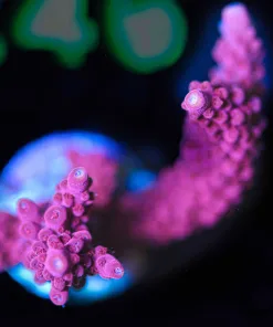 Wysiwyg Large Strawberry Staghorn Acropora Frag  [F241]