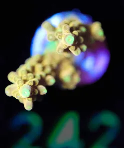 Wysiwyg  Golden Budha Acorpora Frag [F242]