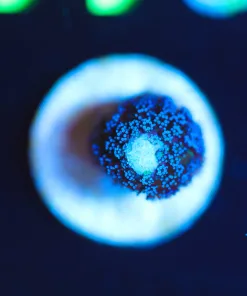 Wysiwyg Small Purple Milka Stylophora Frag [F244]