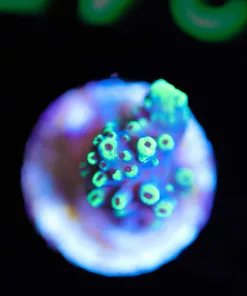 Wysiwyg Small Acropora Abrantoindes Frag [F245] *Free shipping ! Minimum $199 livestock spend*