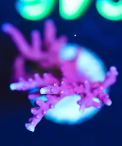 Wysiwyg Large Reef Raft Red Dragon Acropora Frag [F246]