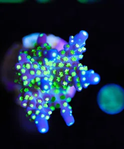 Wysiwyg Bonsai Acropora Frag [F247]