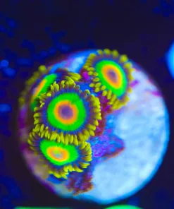 Wysiwyg Rasta Zoa Frag [F50]