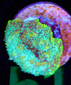 Wysiwyg Small Neon Alchemy Mushroom  [F51]