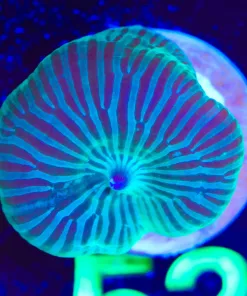 Wysiwyg Small Neon Alchemy Mushroom [F52]