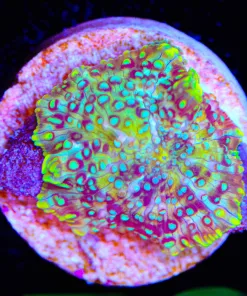 Wysiwyg Small Neon Alchemy Mushroom Frag [F53]