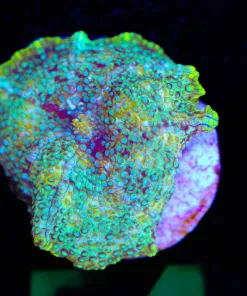 Wysiwyg Neon Alchemy Mushroom Frag  [F54]